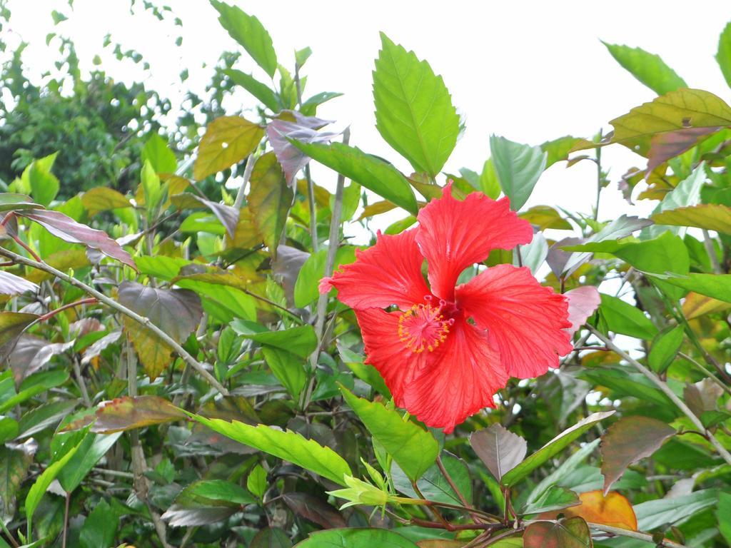 Hotel Nakijin No Yado Hibiscus Extérieur photo
